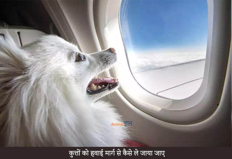 transport dogs by air