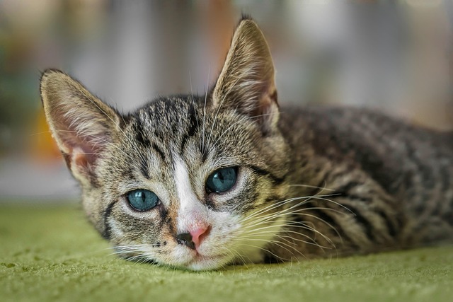 Cute tabby cat with blue eyes resting on a soft surface