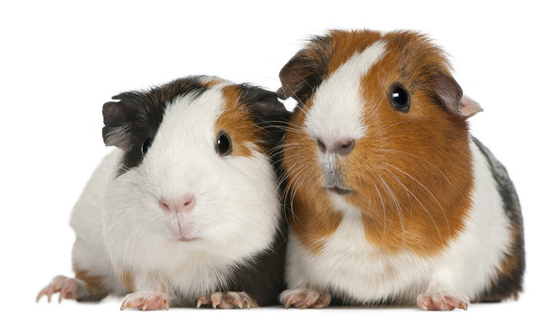 Guinea pig